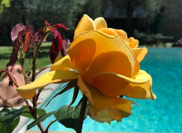Villa Giotto Florence Pozzolatico Екстер'єр фото